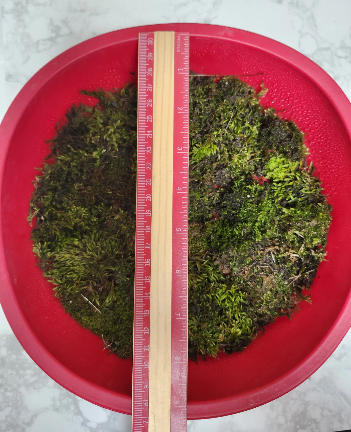 Live Terrarium Moss Mix - photo 2