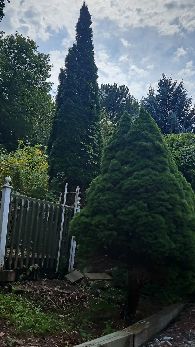 Emerald cedar tree for free - photo 3