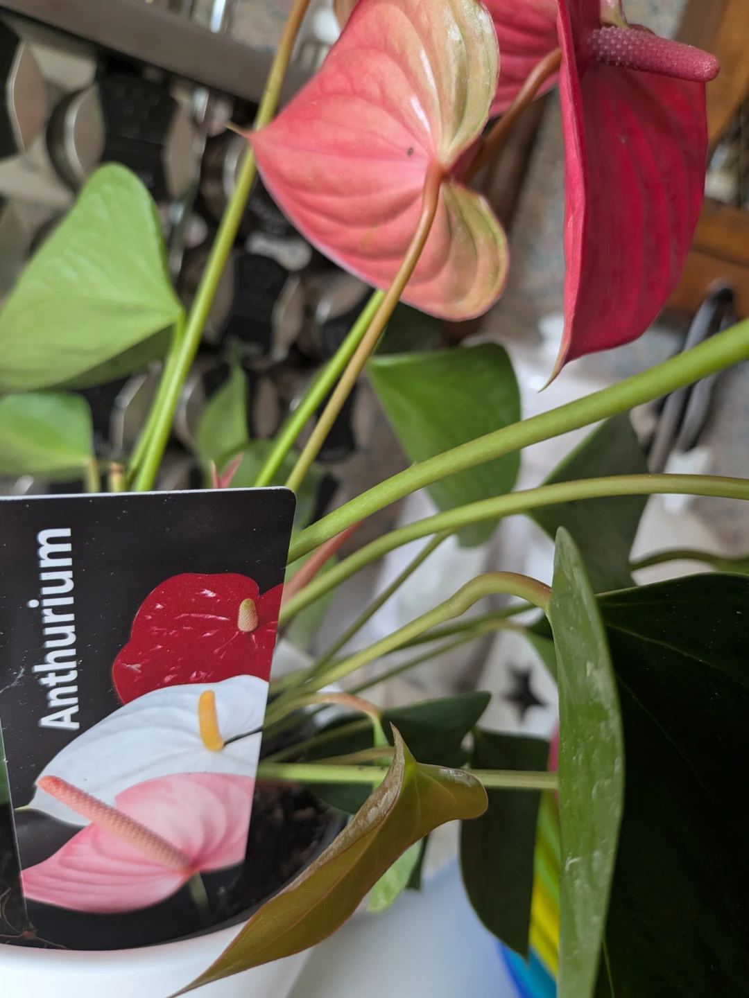 Anthurium Plant Over 12 Inches 1 Foot High - photo 4