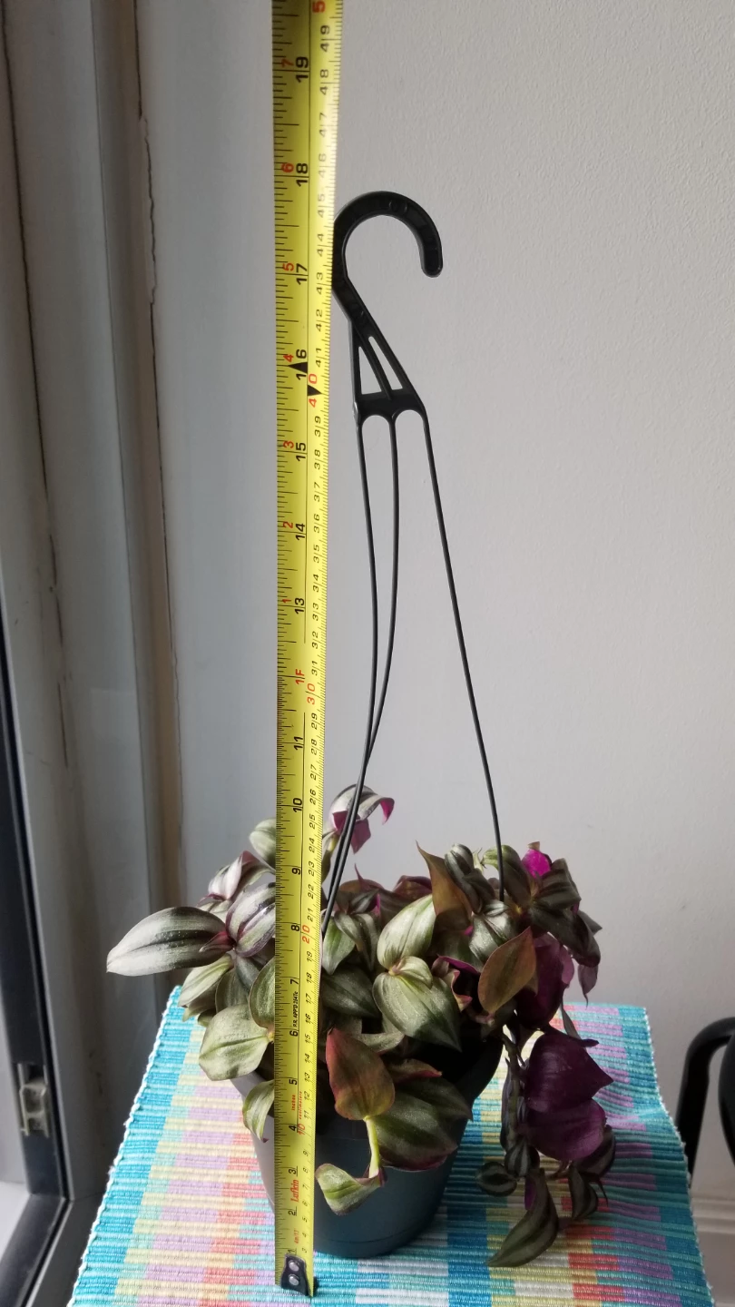 Tradescantia Hanging Plant - photo 5