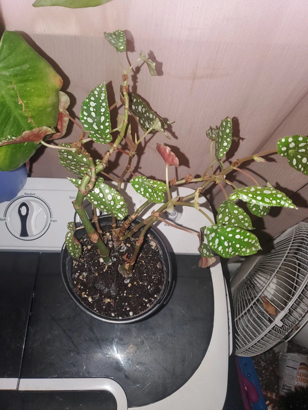 Begonia Maculata Plant