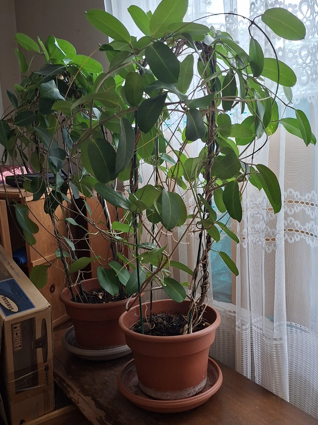 Two potted climbing plants - photo 4
