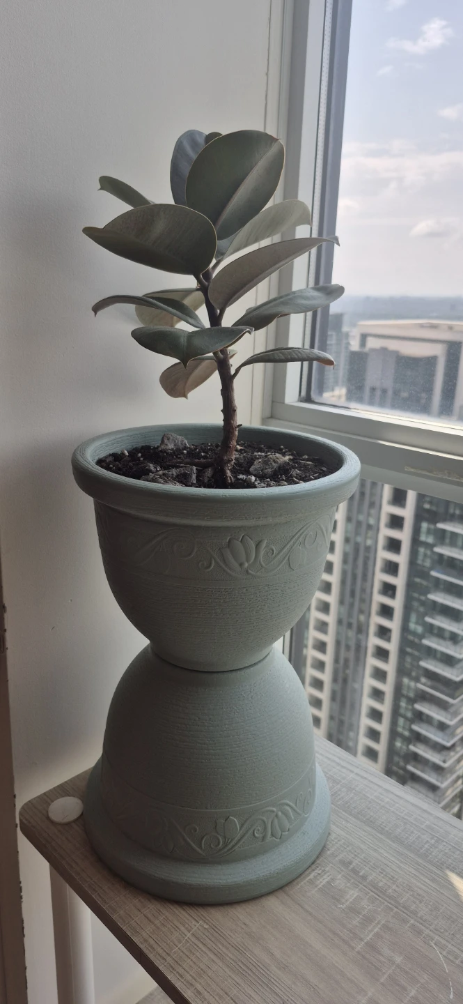 Rubber Plant in Decorative Pot