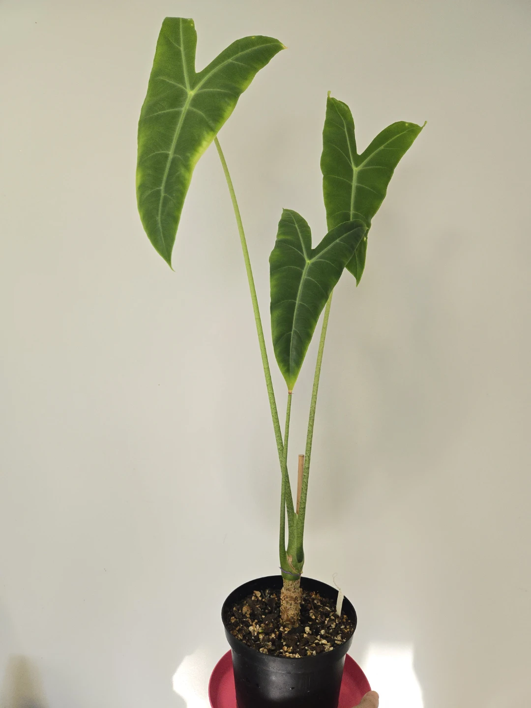 Alocasia longiloba in 6"pot - photo 2
