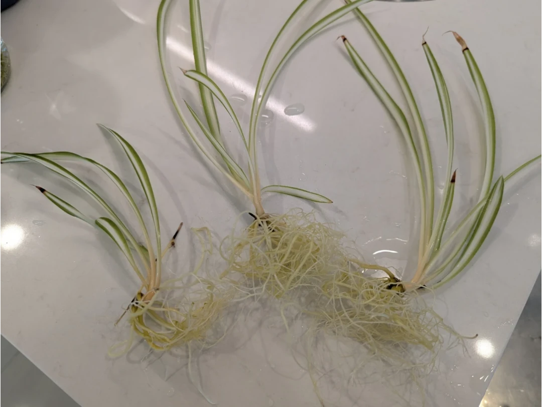 FREE spider plant cuttings with roots