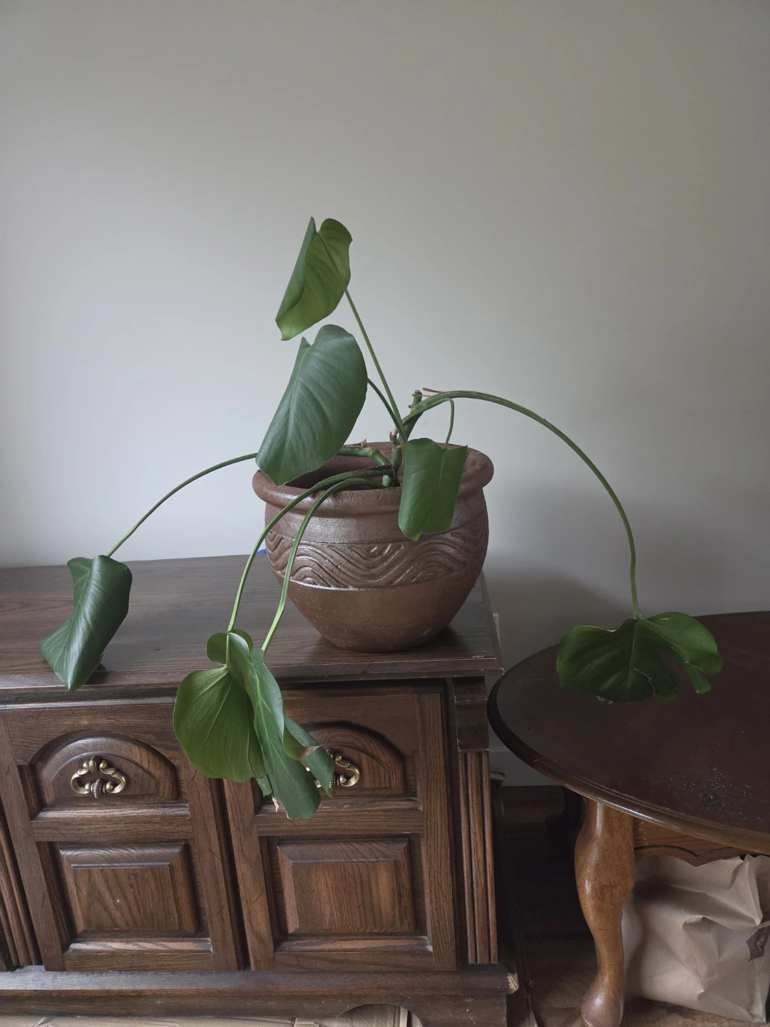 Monstera Plant in Ceramic Pot