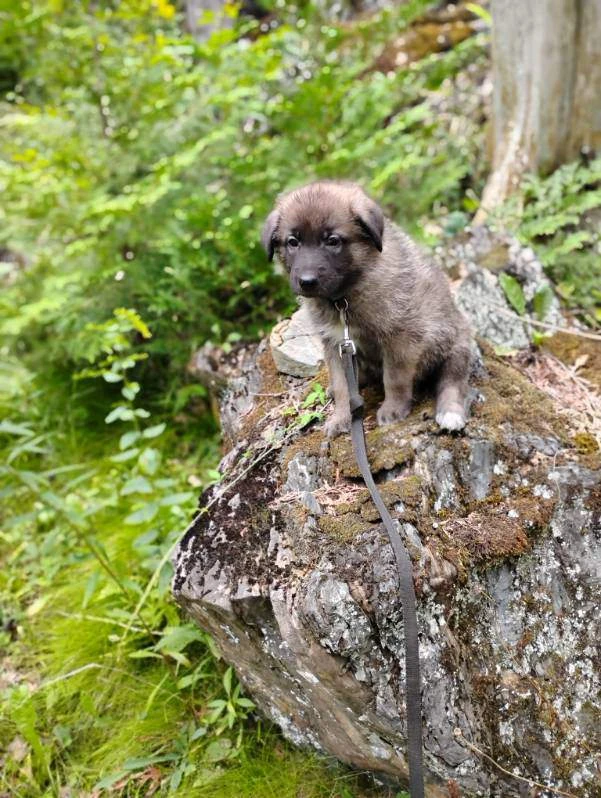 Looking for good Homes  for 6 to 8 week old pups - photo 2