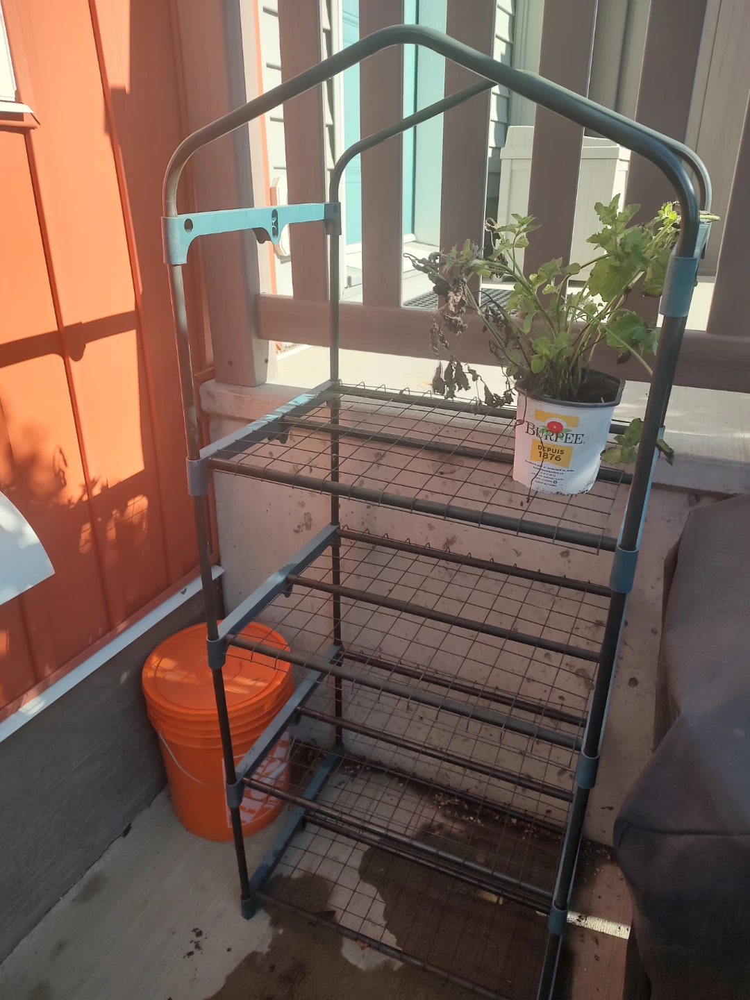 4-Tier Wire Shelving Units stand and mojito mint plant