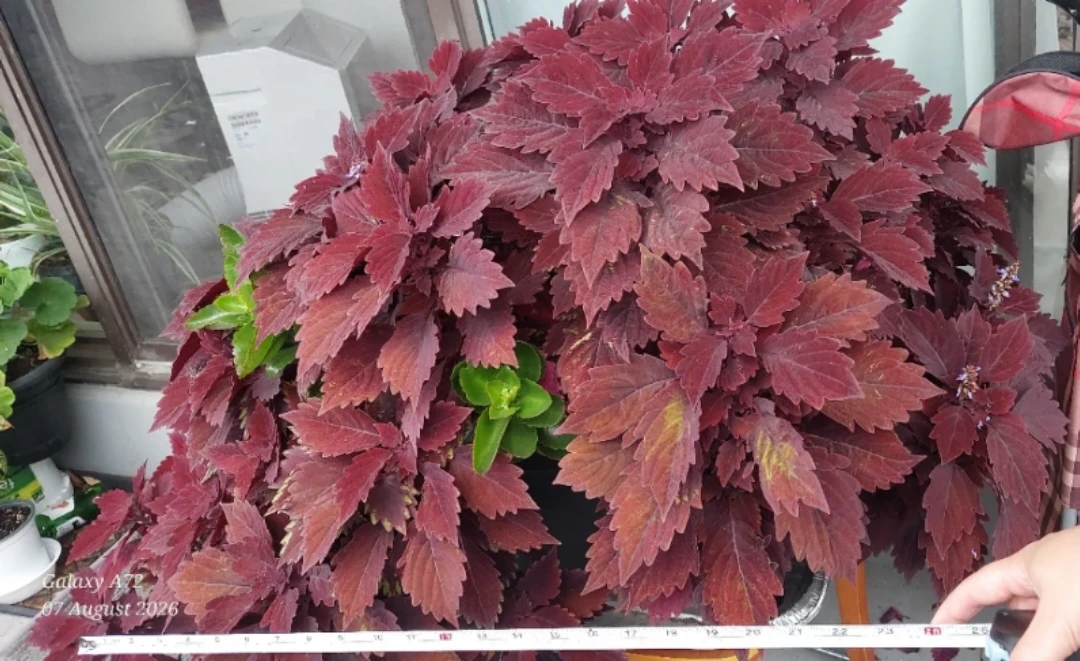 Healthy Potted Coleus Plant - photo 2