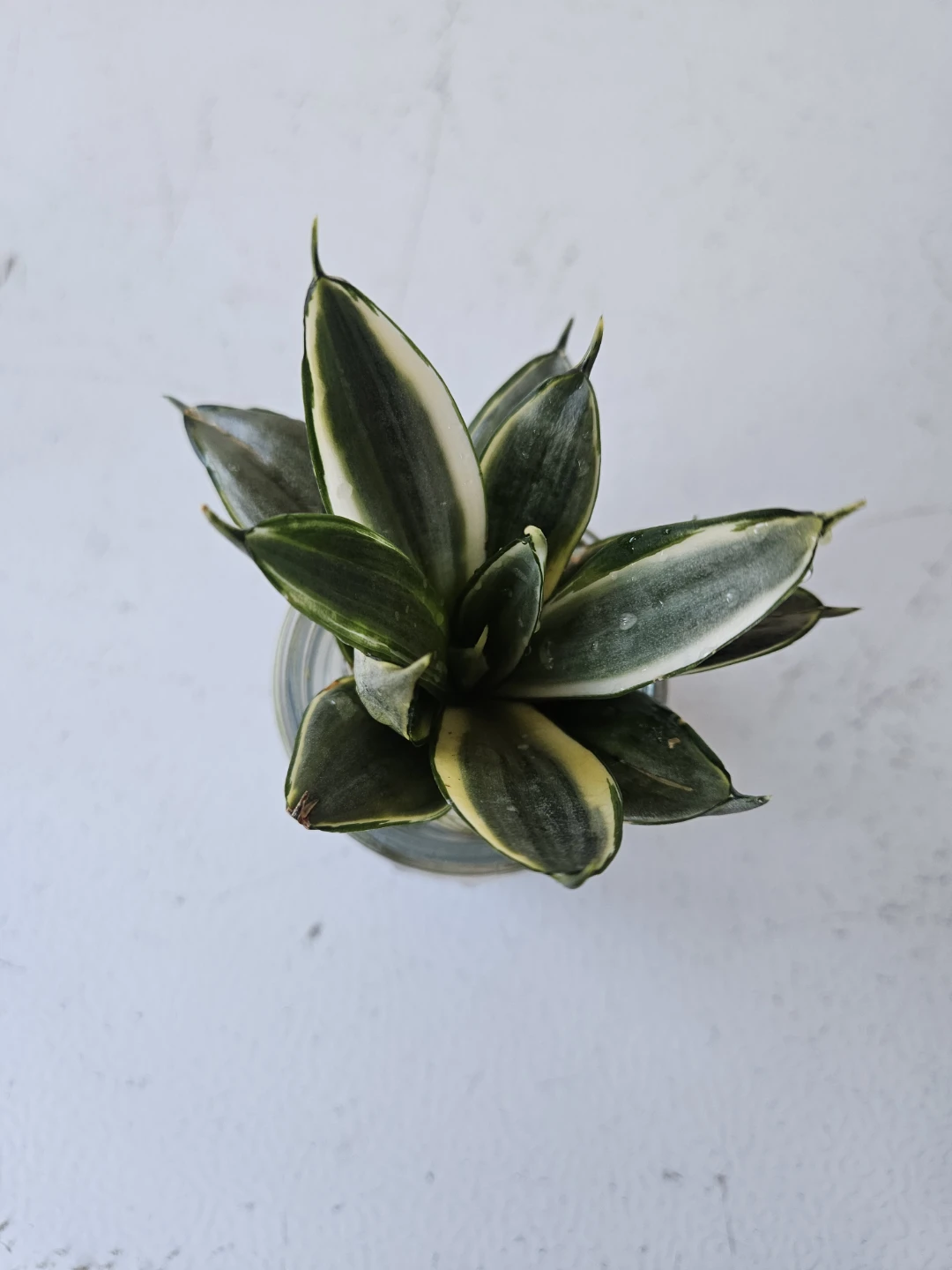 Sansevieria Snake Plant in Glass Jar - photo 2