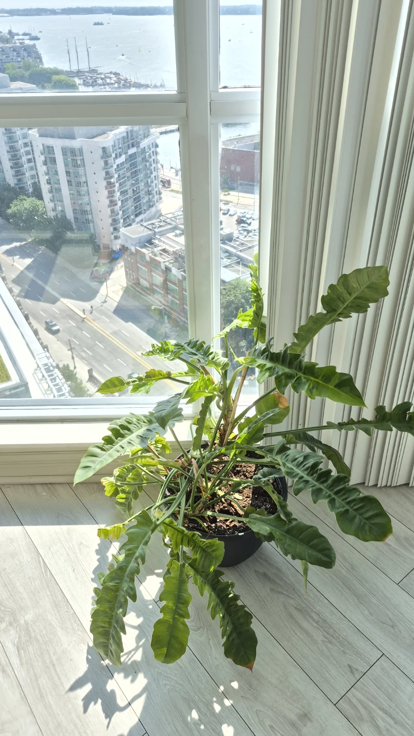 Excellent condition Philodendron