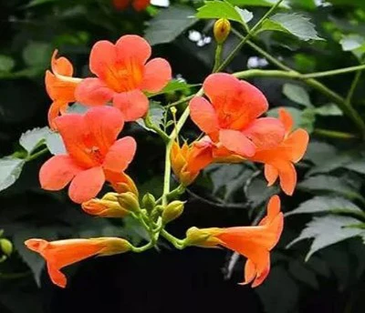 Orange Trumpet Vine Flowers