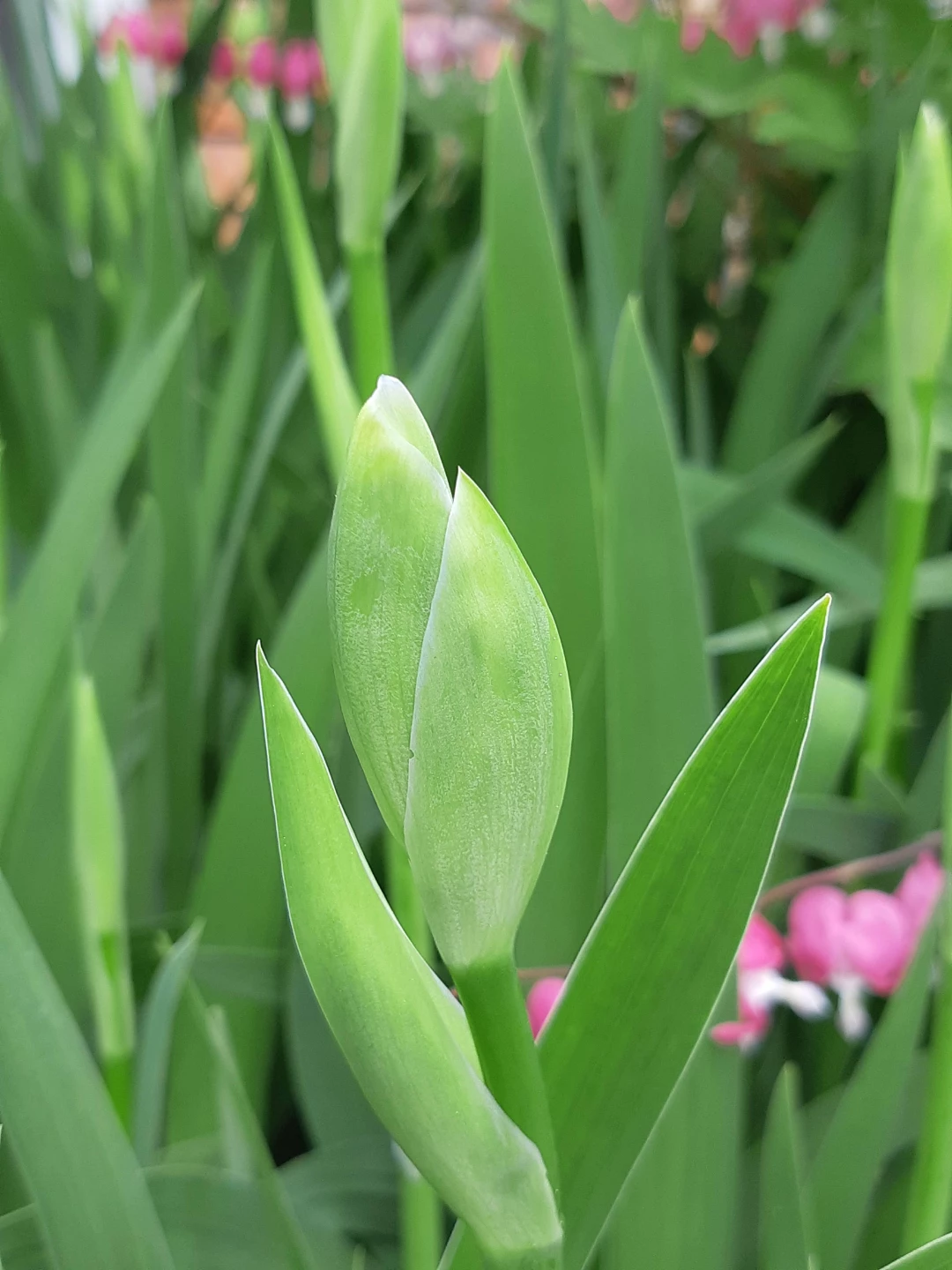Bearded Iris Plants - photo 5