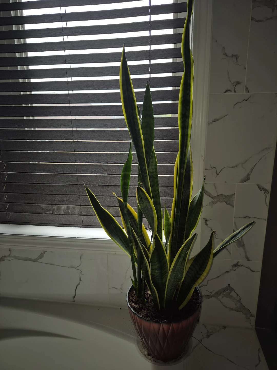 Snake Plant - photo 4