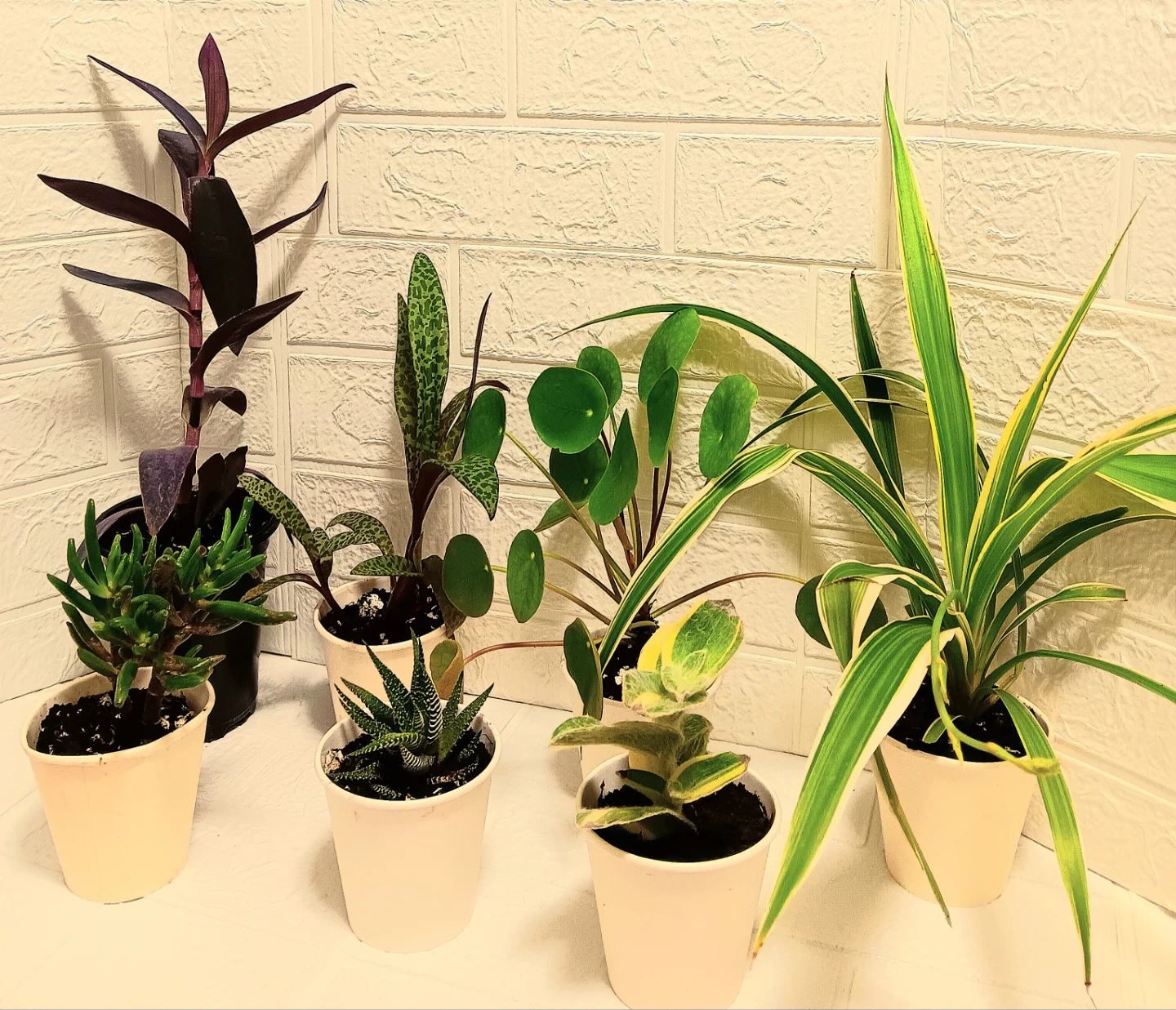 🪴Assorted Indoor Houseplants🪴 - photo 4