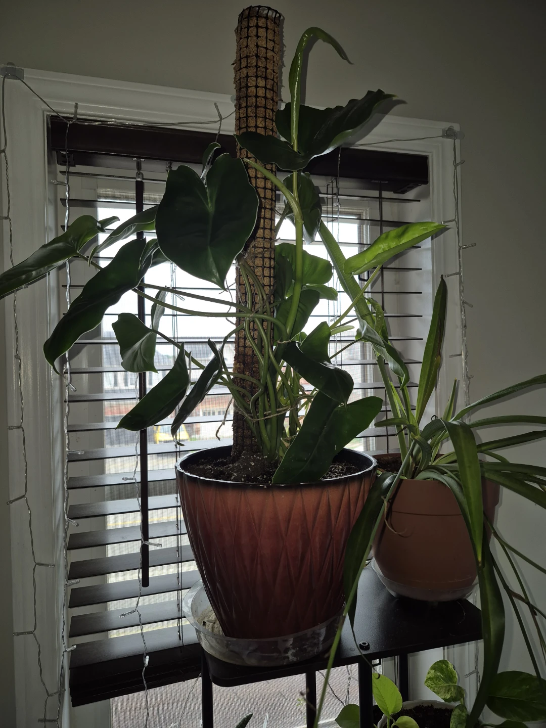 Large Potted Philodendron Burlemax Plant - photo 2