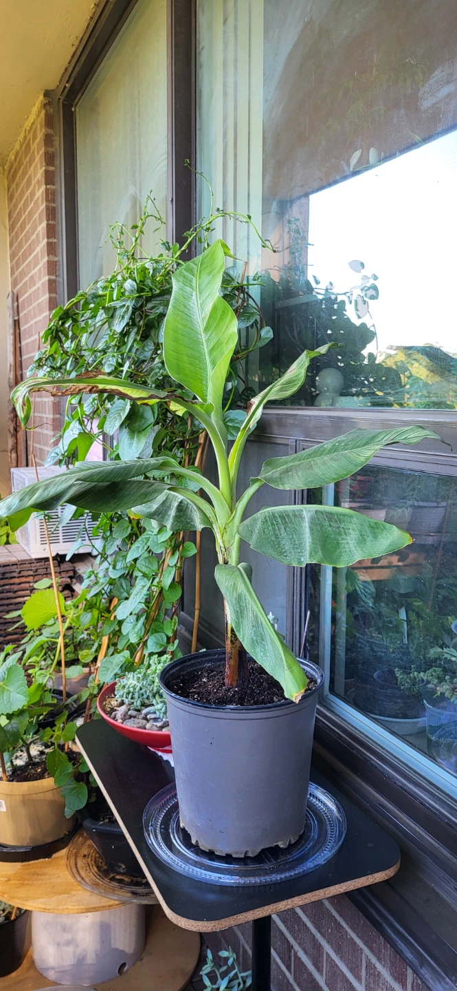 Banana Plant ( please read) - photo 4