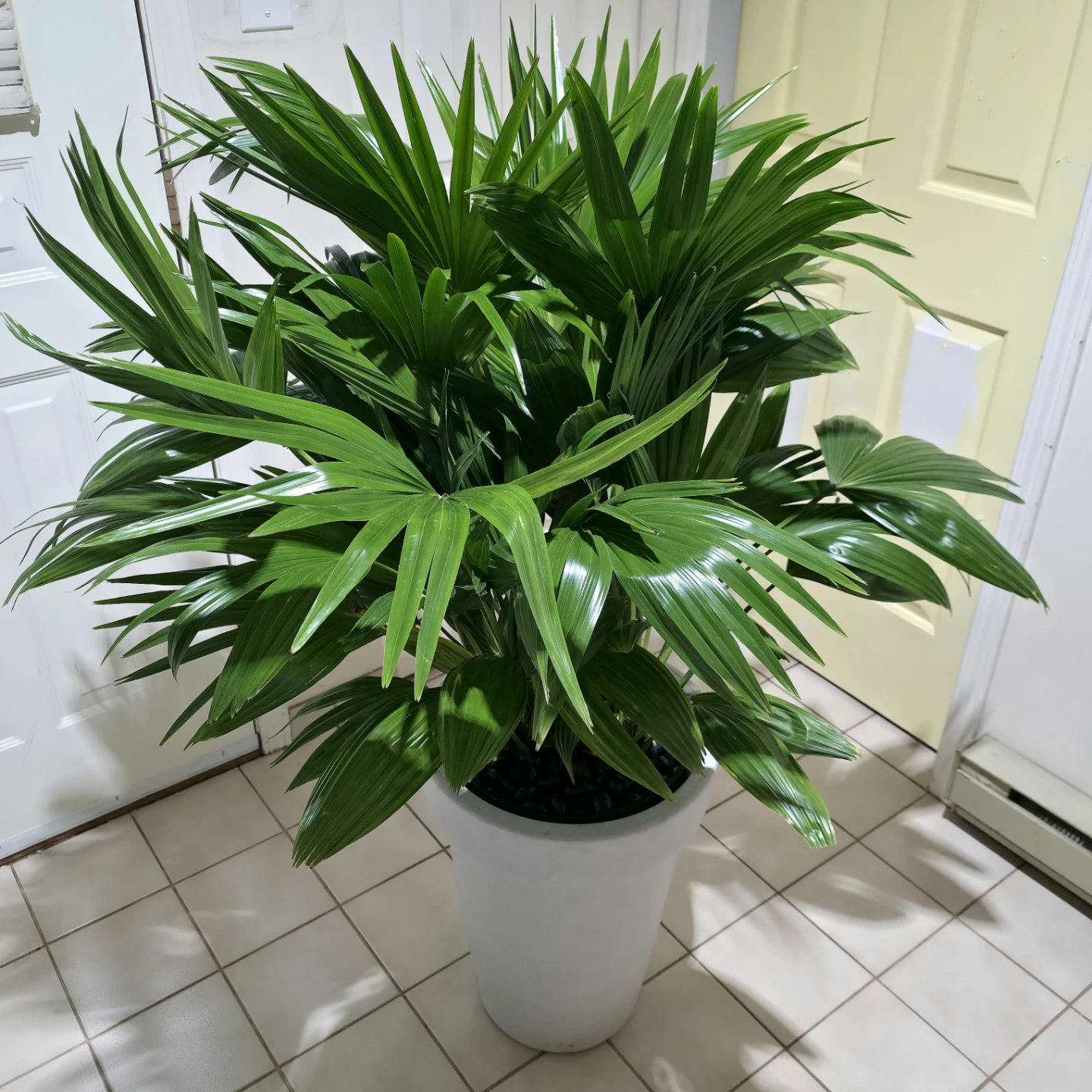 4.5ft Chinese Palm Plant in White Pot | ✅️ Delivery Available - photo 5