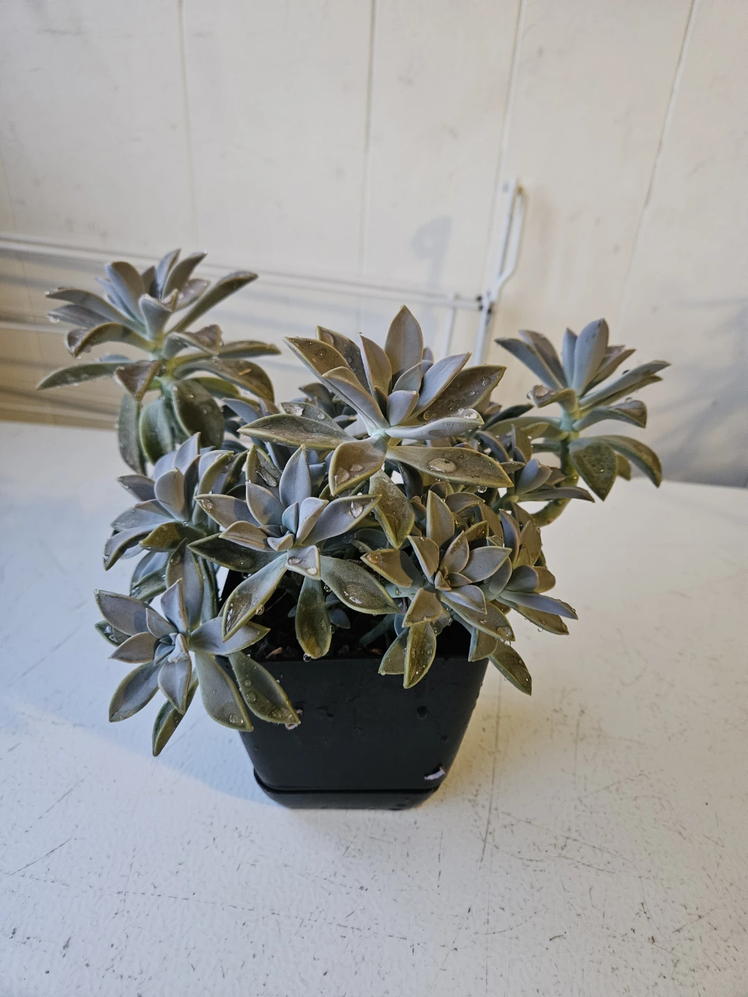Echeveria Succulent Plant in Black Pot - photo 2