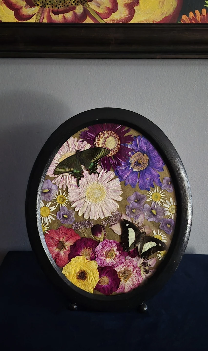 Chinese Peacock and Common Nawab in metal MCM frame