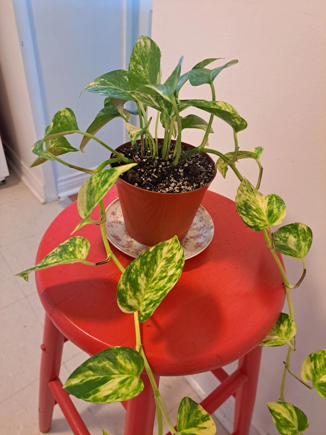 Pothos Plant - photo 3