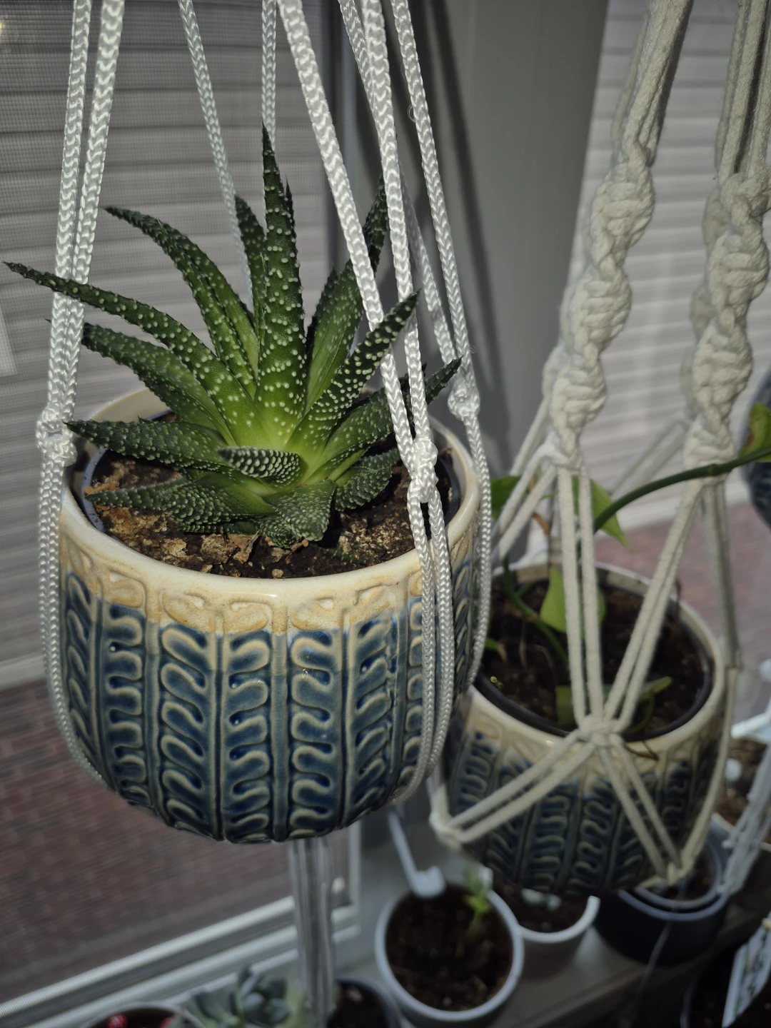 Hanging Succulent zebra Plant in Decorative Pot - photo 2