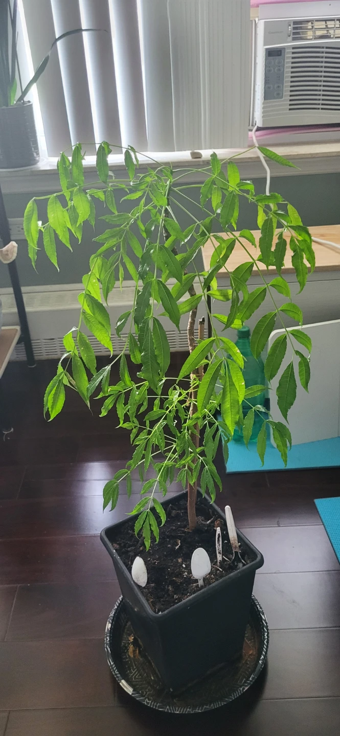 June plum  Plant/Ambarella/Cây cóc - photo 5