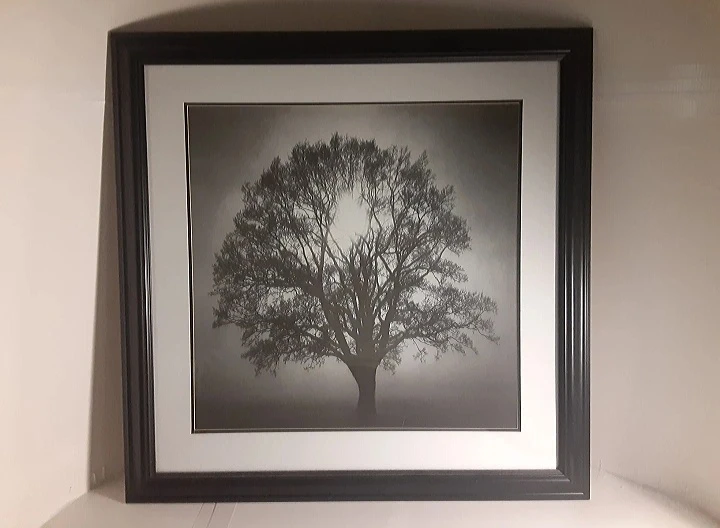 26" x 26" - Framed Tree Photograph Print | Black & White