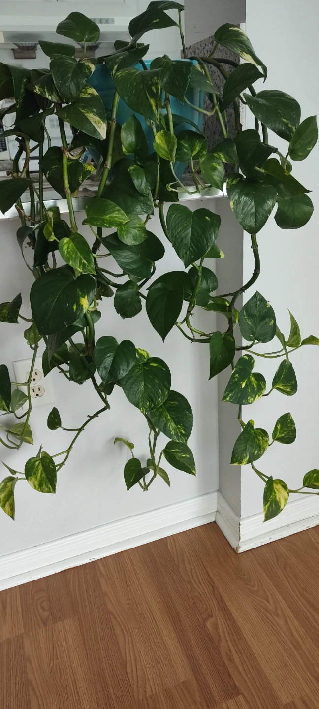 Pothos Plant - 90 cm in length - photo 4