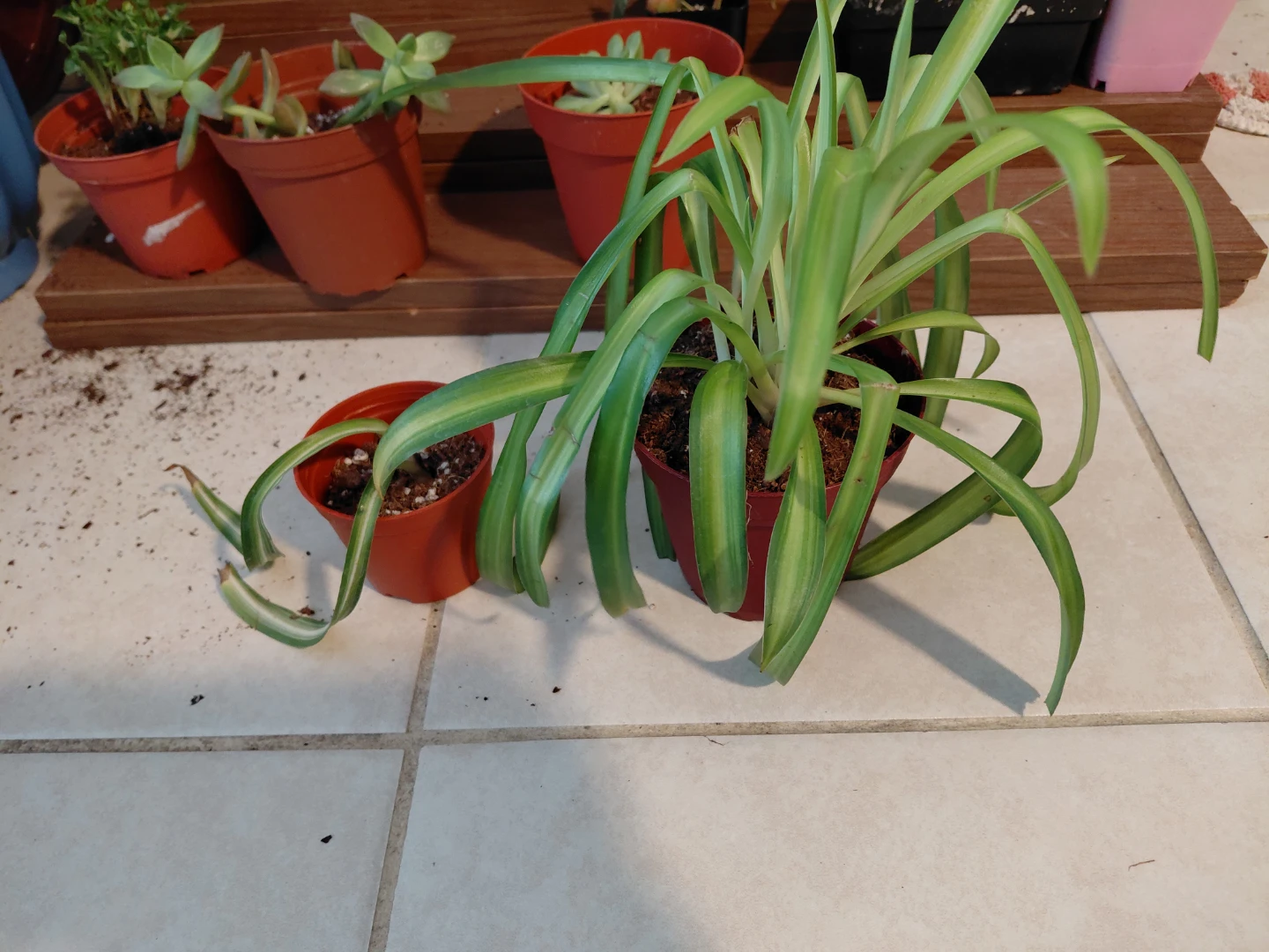 Assorted Potted Plants - photo 2