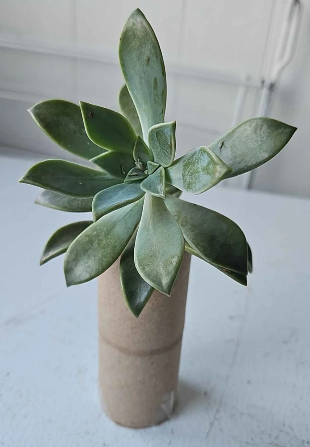 Succulent Plant