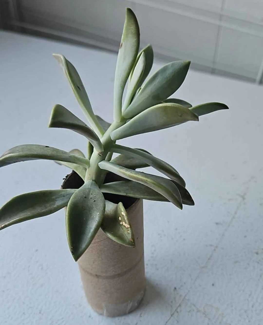 Succulent Plant - photo 3