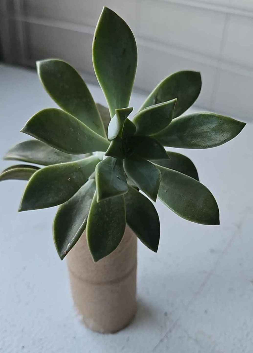 Succulent Plant - photo 4