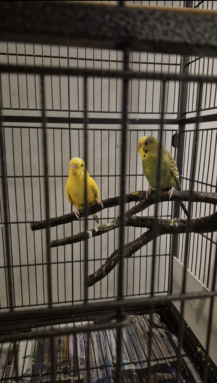 Large Bird Cage with Perches and Toys