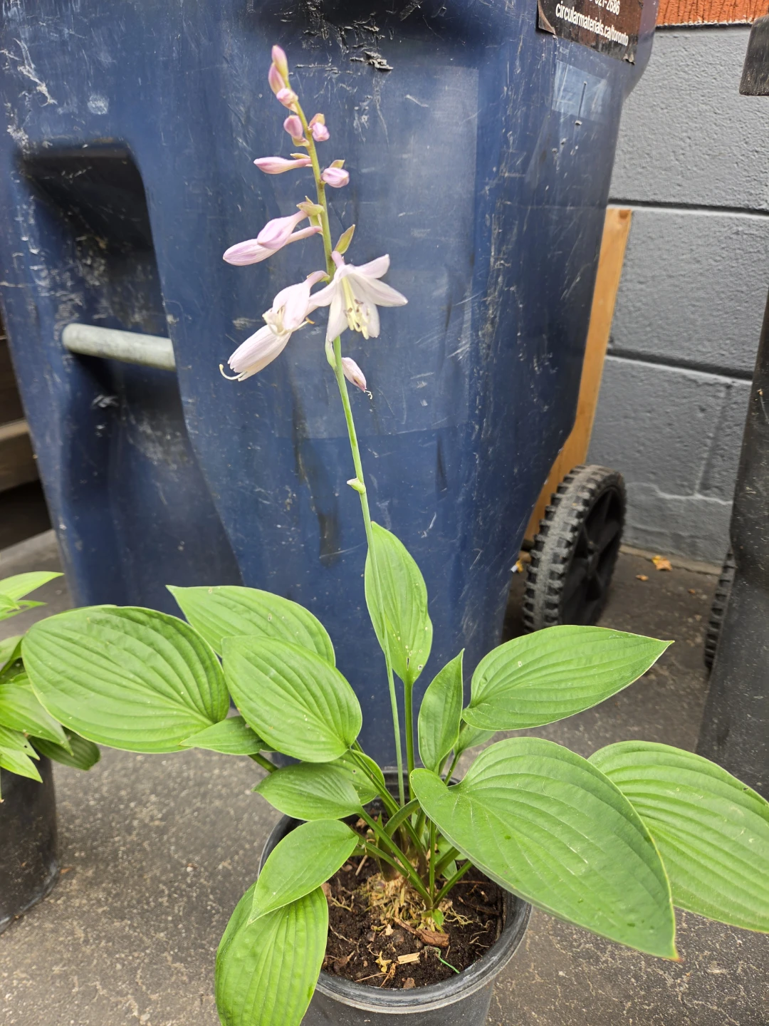 Potted Hosta Plant - photo 5