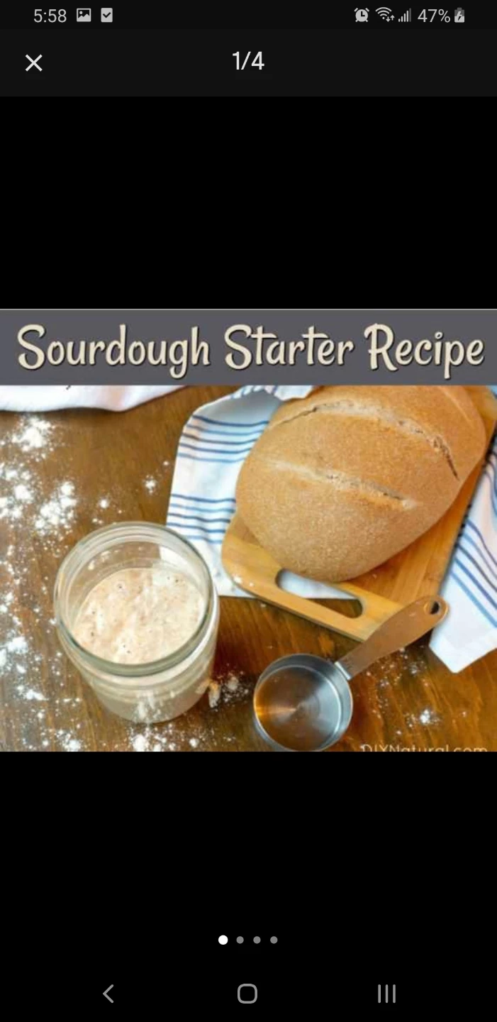 Sourdough starter