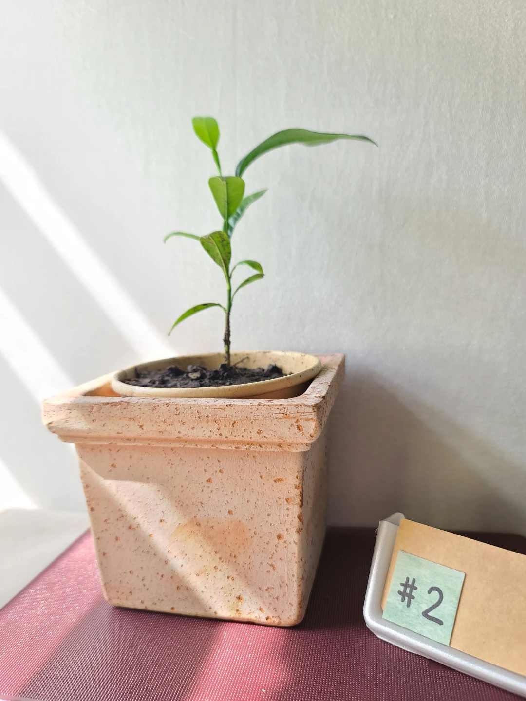 Artistic Homegrown Potted Orange Trees (Set of 4) —  $30 for all - photo 3