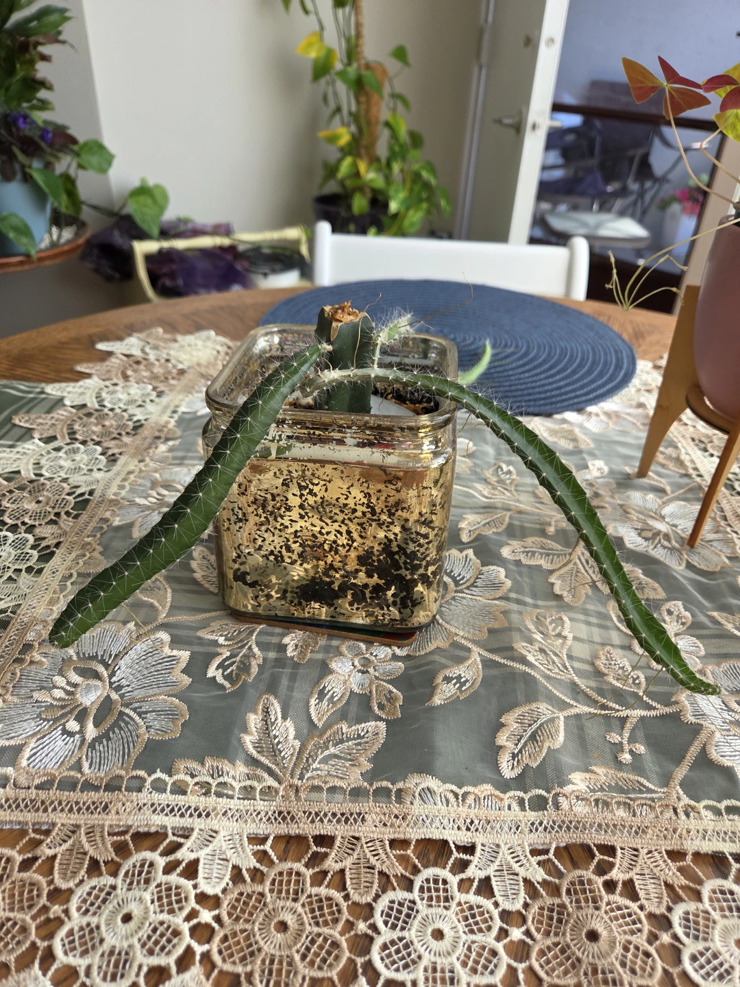 Dragon Fruit Cactus Cutting