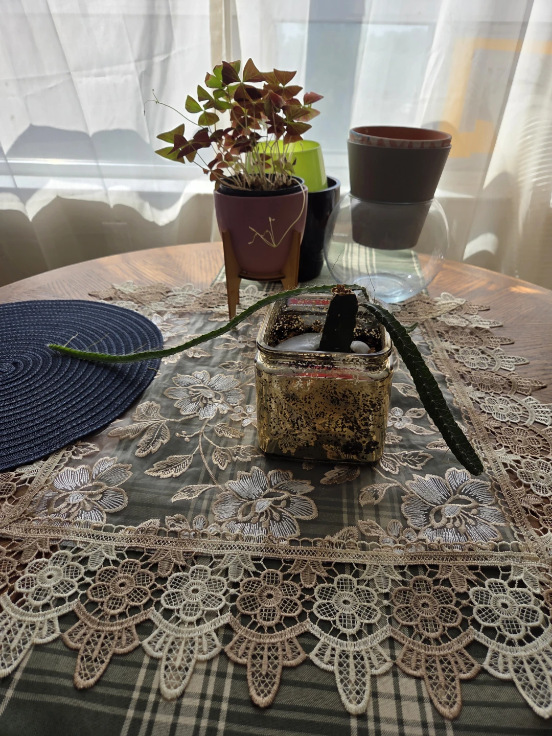 Dragon Fruit Cactus Cutting - photo 2