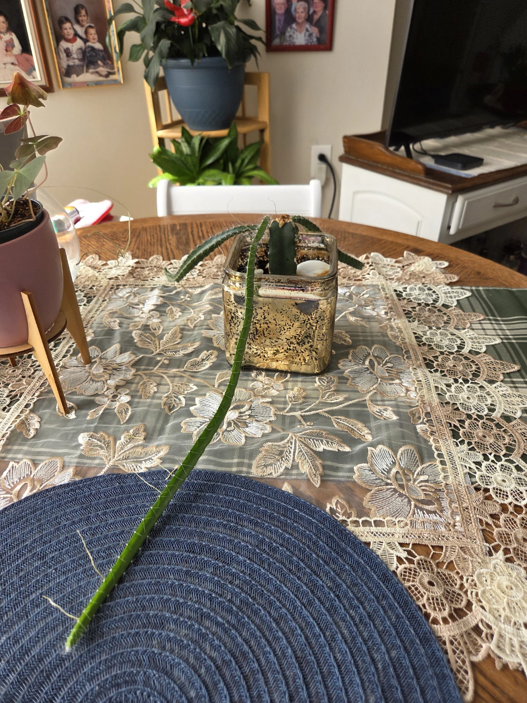 Dragon Fruit Cactus Cutting - photo 3