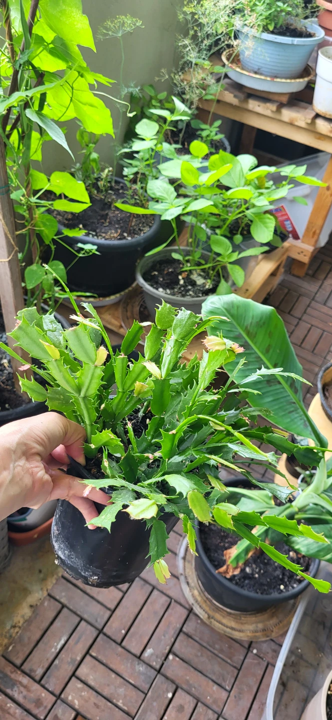 Pink Christmas Cactus in plastic container - photo 3