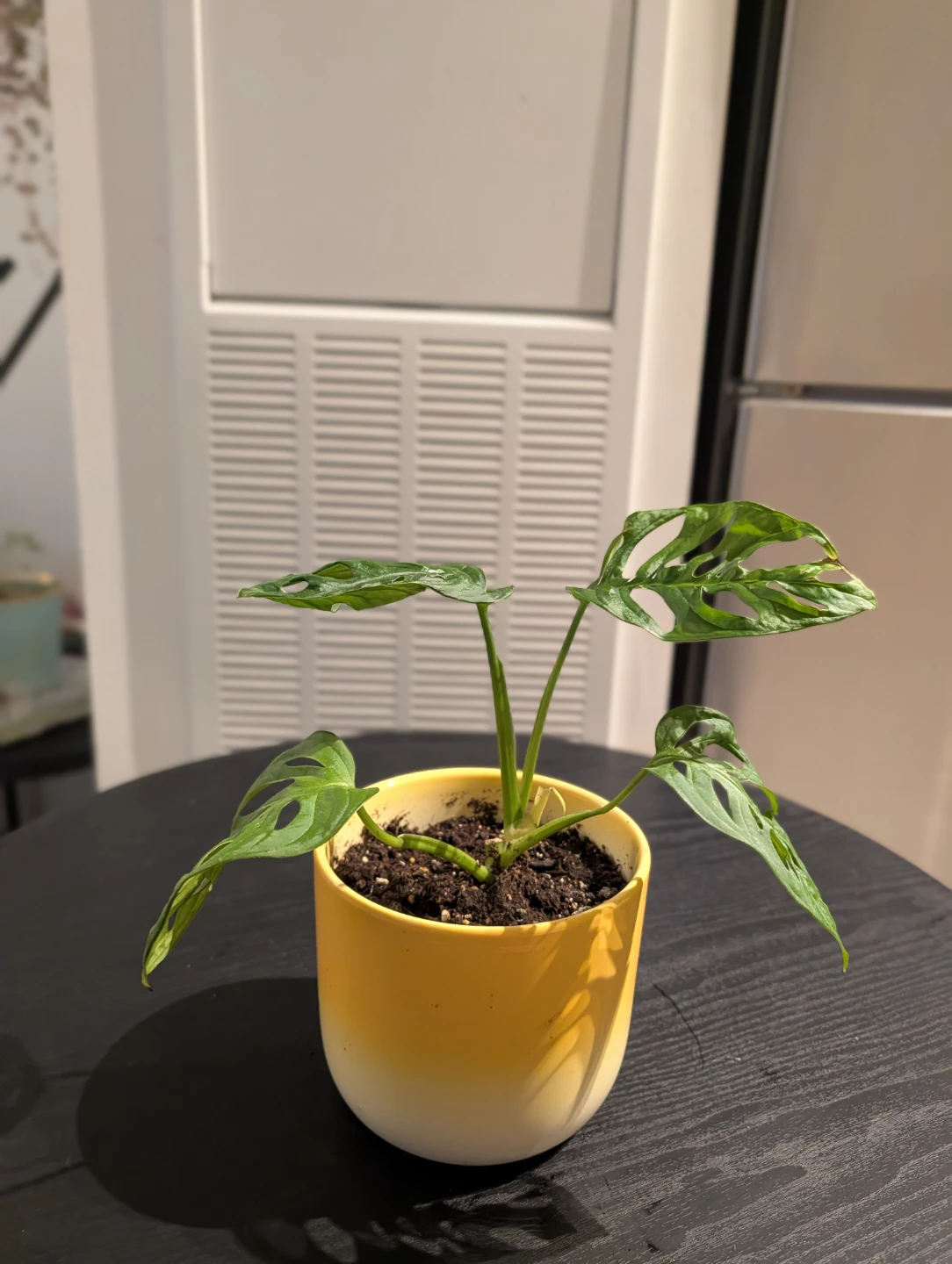 Monstera Adansonii Plant in Yellow Pot - photo 2