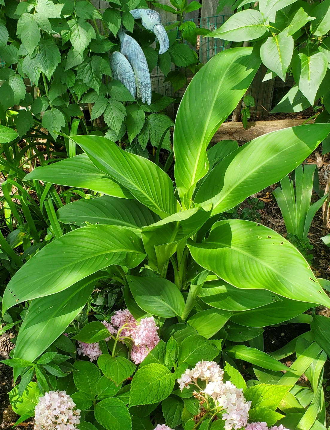 Canna lily