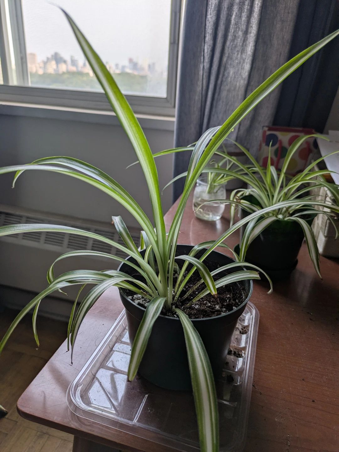 Healthy spider plant