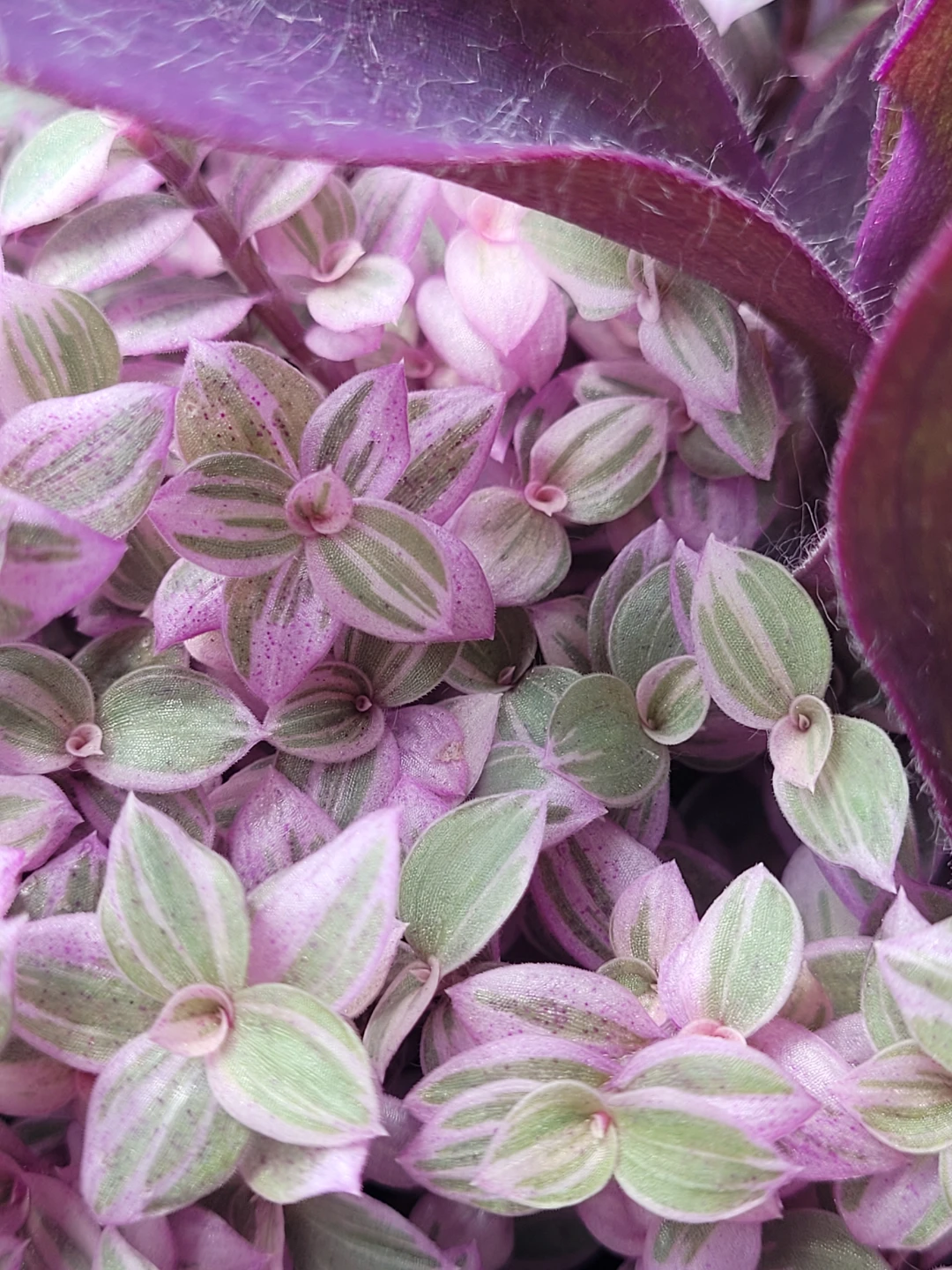 Purple Heart and Tradescantia Plant in Pot - photo 4