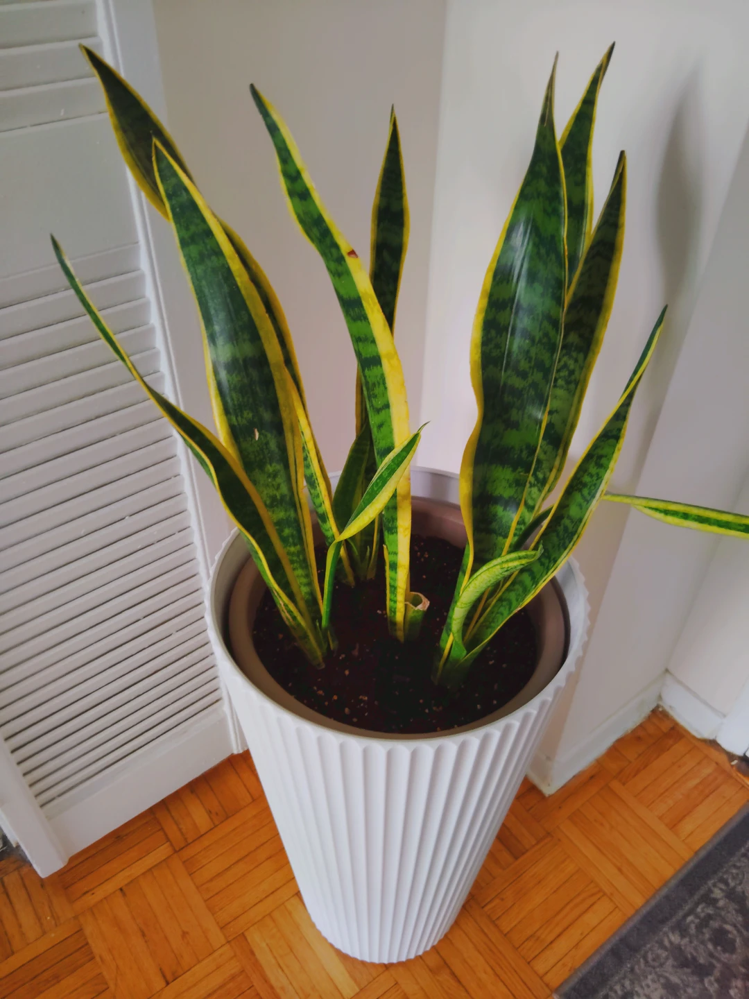 Snake Plant in White Planter With Chic Vase EXTRA LARGE - photo 2