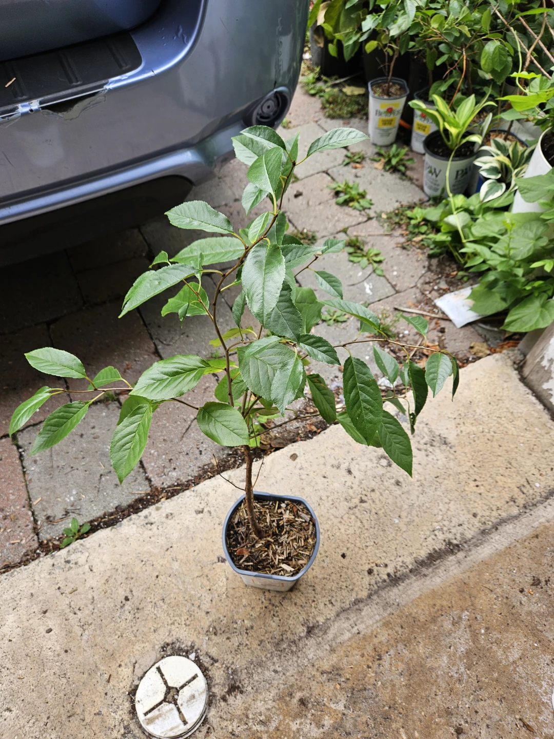 Potted dwarf cherry