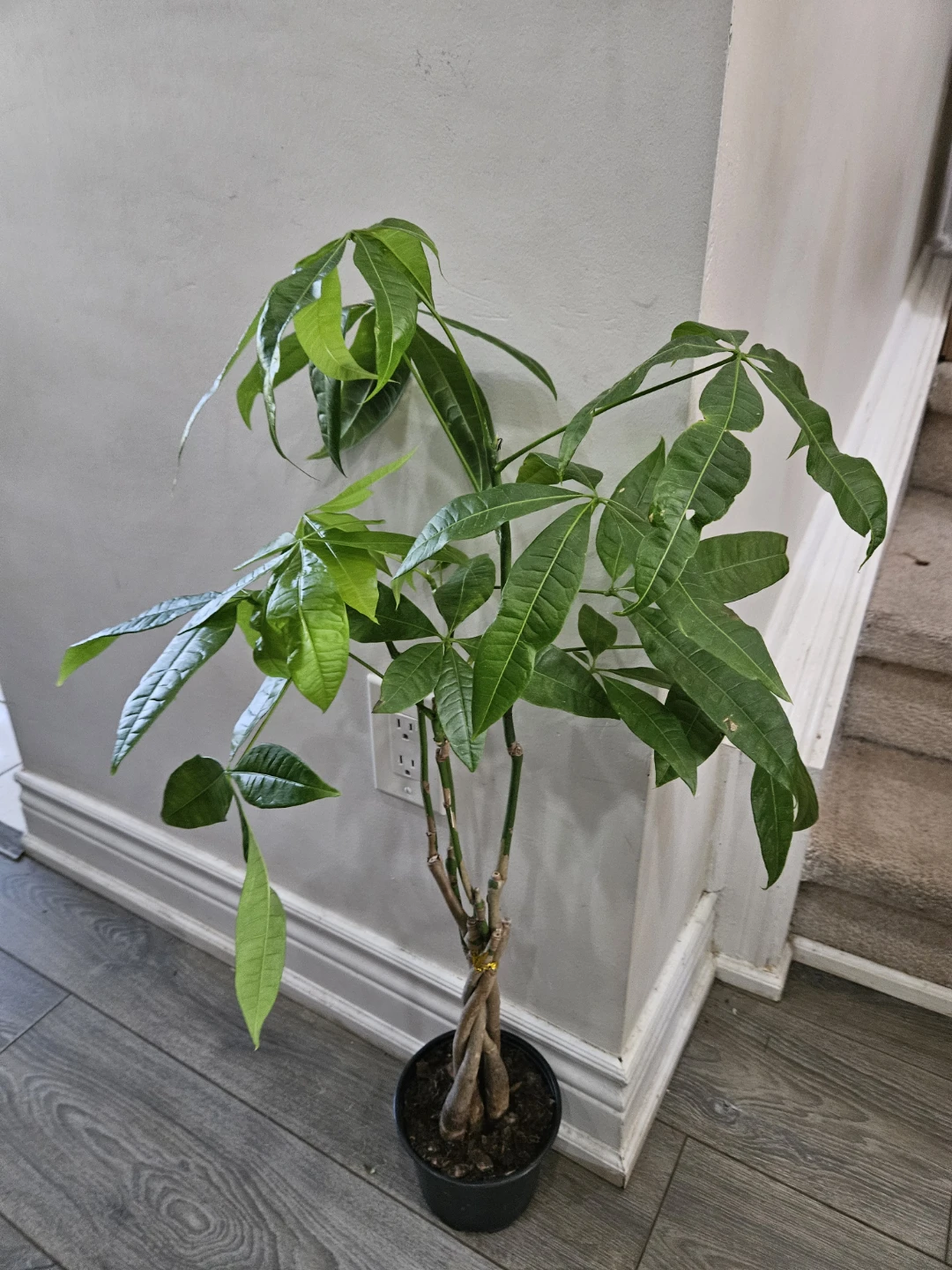 Money Tree Plant in 6"pot - photo 3