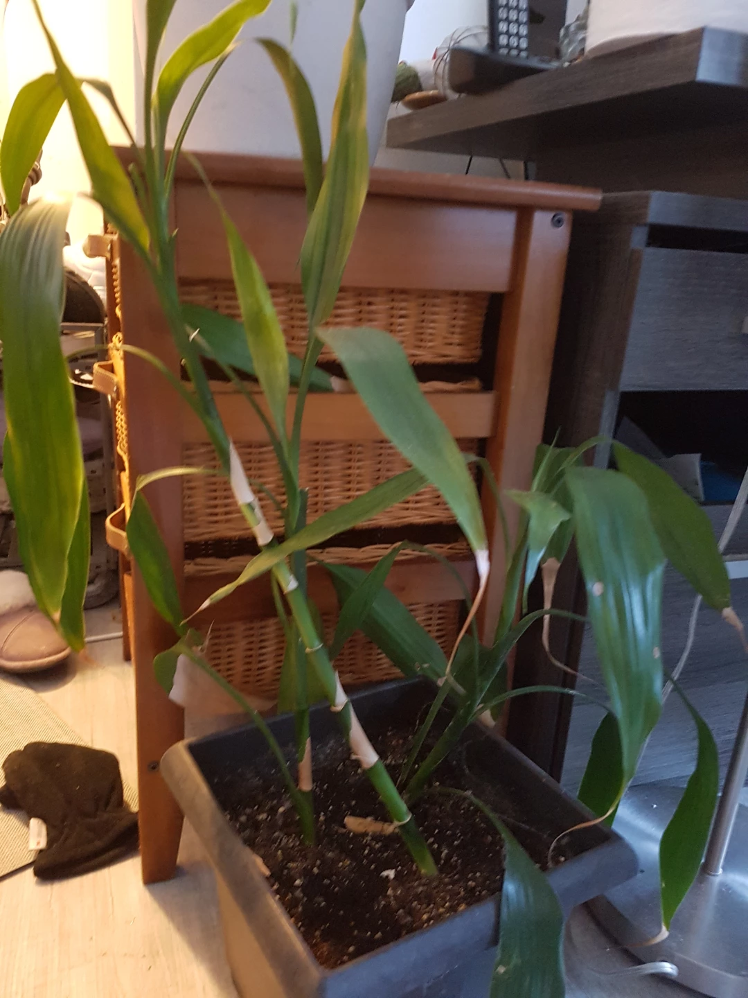 Lucky Bamboo Plant - photo 4