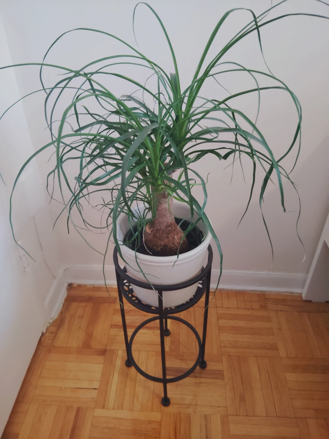 Ponytail Palm Plant with ceramic vase & metal Stand